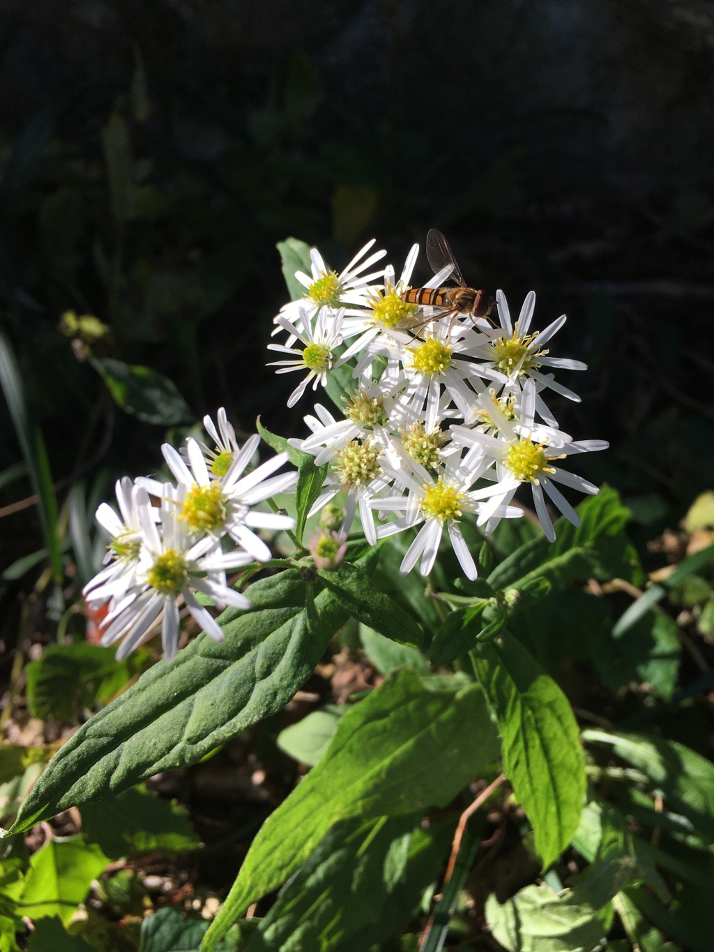 2019/11/10_外秩父山中の花と虫