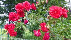 2013/06/15_伊奈町制施行記念公園 バラ園のバラ