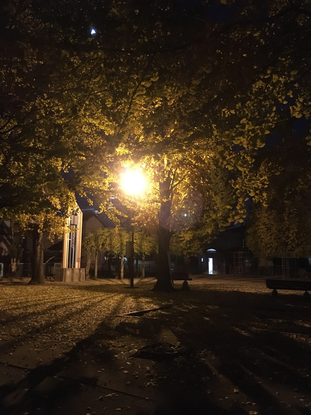 2019/12/08_夜の公園の銀杏