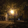 2019/12/08_夜の公園の銀杏