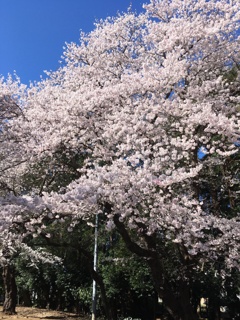 2020/03/25_氷川児童公園の桜