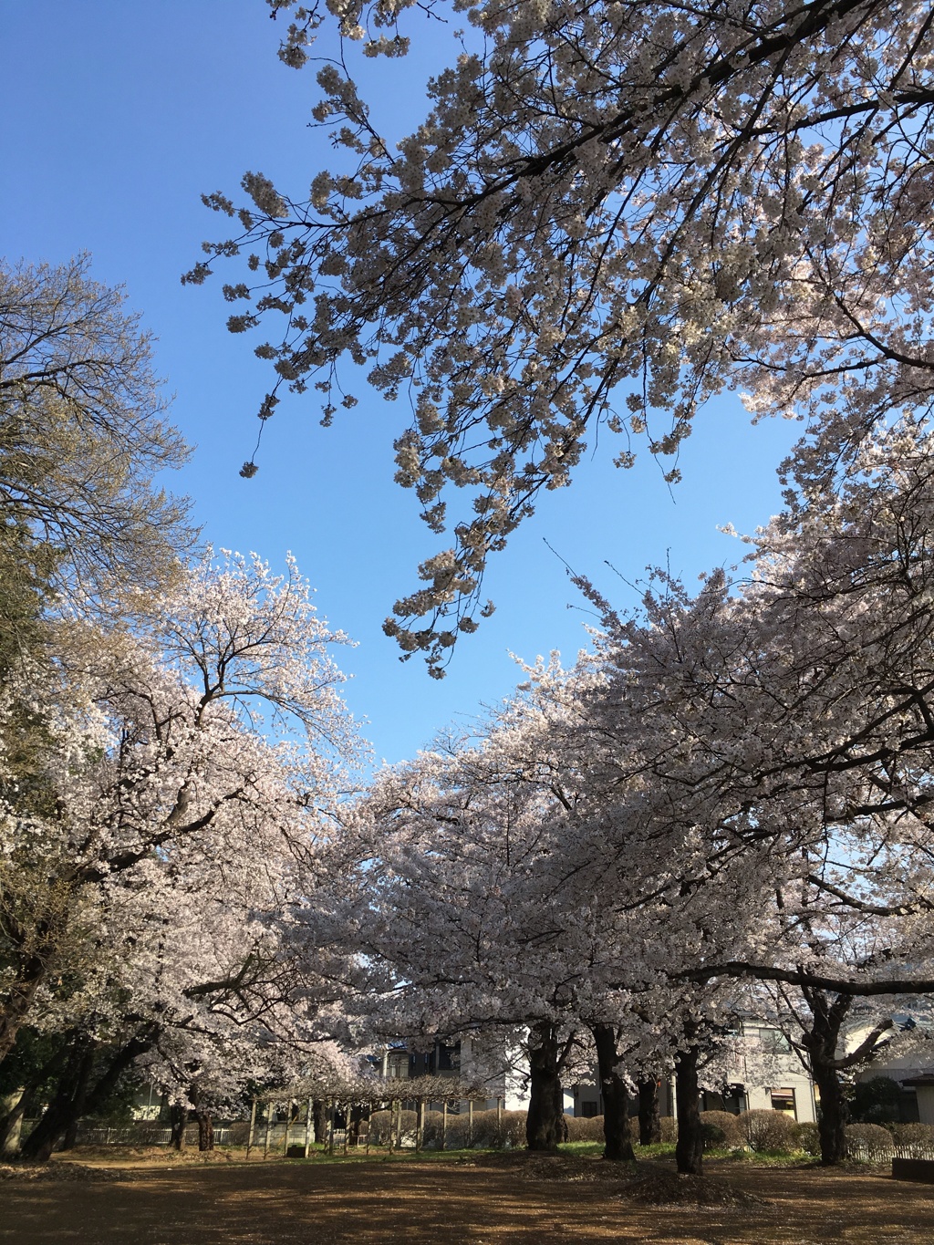 2020/03/26_氷川児童公園の桜