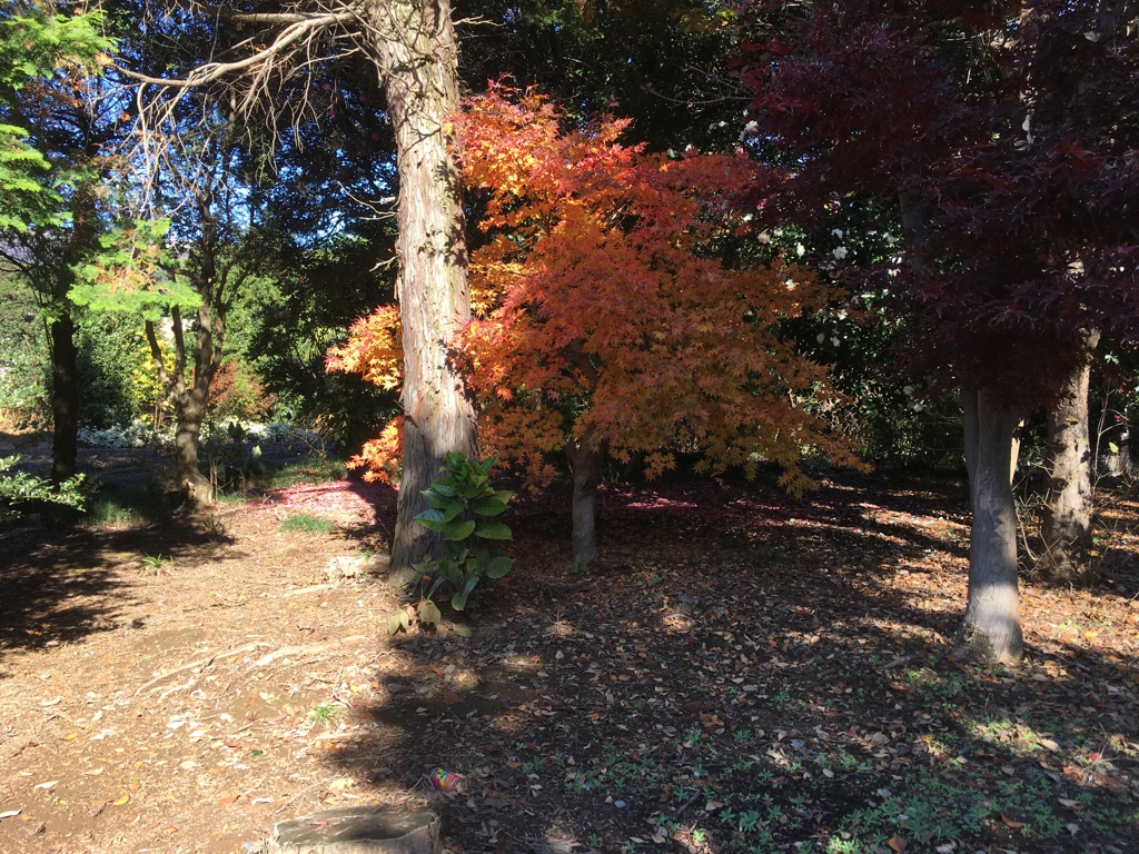 2019/11/29_紅葉