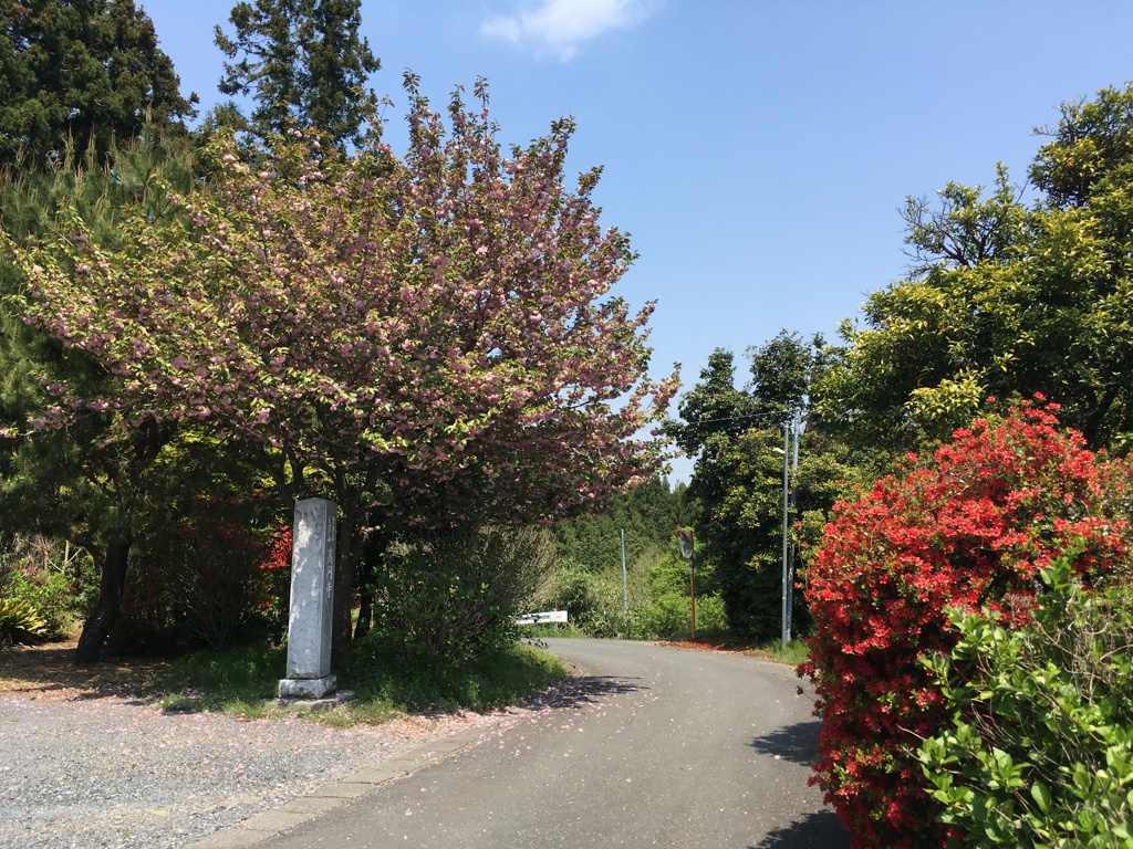 2020/04/30_外秩父山中の花