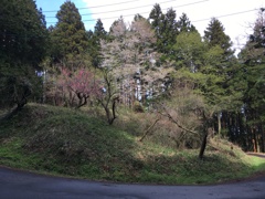 2020/04/05_外秩父山中の山桜?