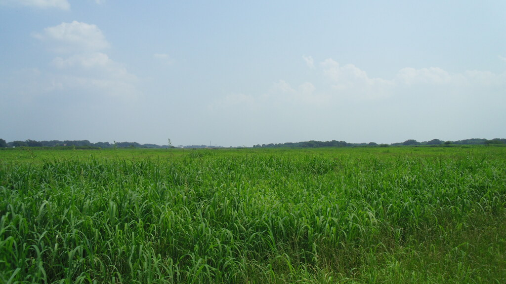 2012/07/28_荒川河川敷