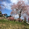 2020/04/05_花桃の郷
