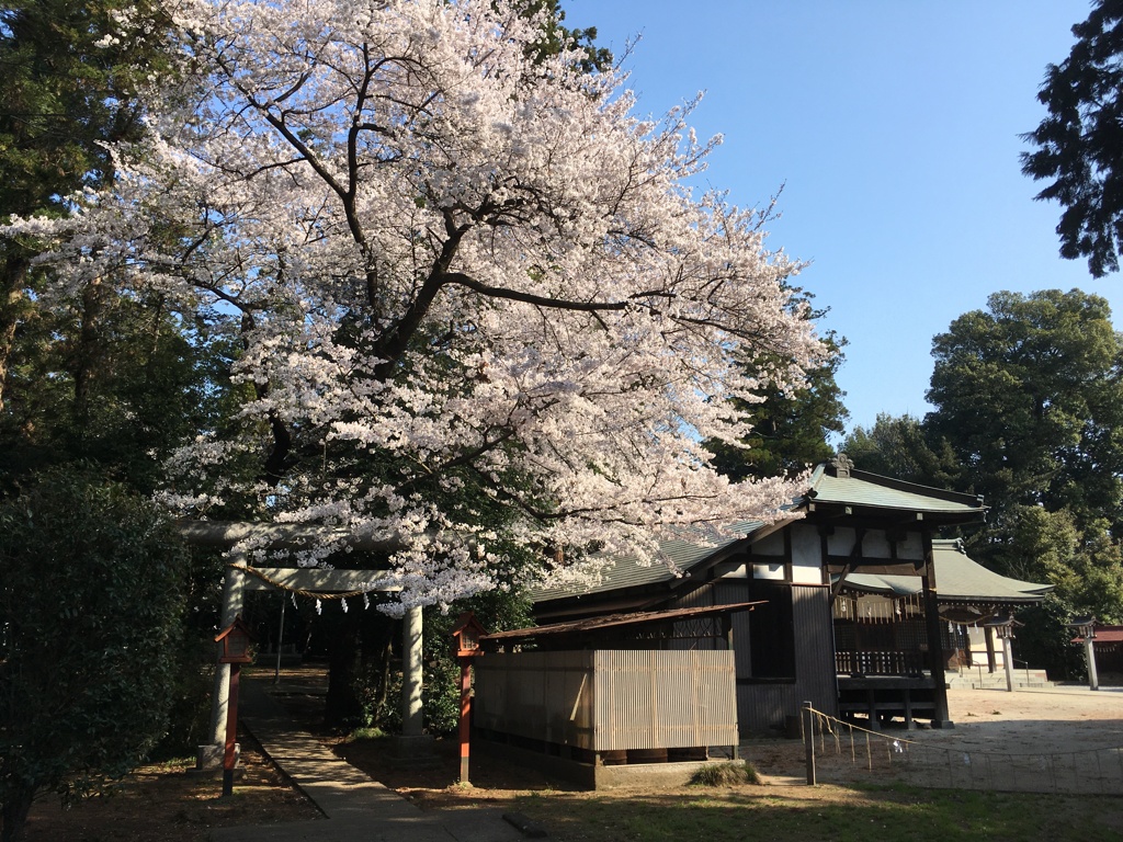 2020/03/26_伊奈崇霊社の桜