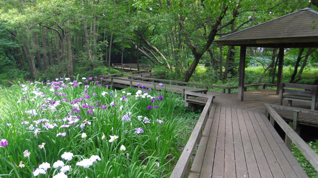 2013/06/15_伊奈町制施行記念公園