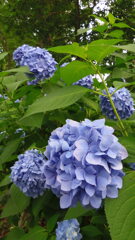 2013/06/15_伊奈町制施行記念公園 アジサイ園のアジサイ