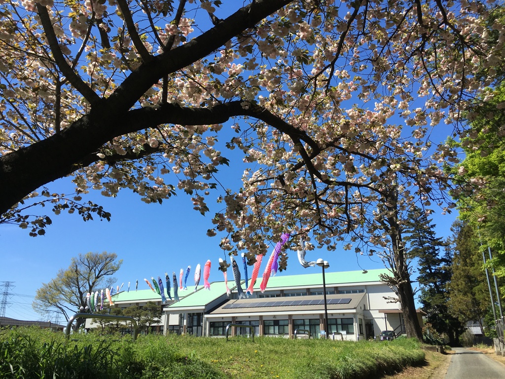 2020/04/19_野本市民活動センターの桜と鯉のぼり