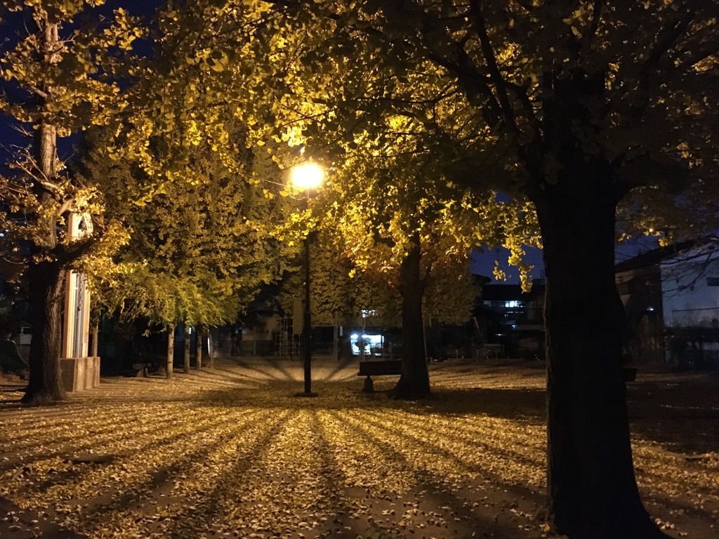 2019/12/08_夜の公園の銀杏