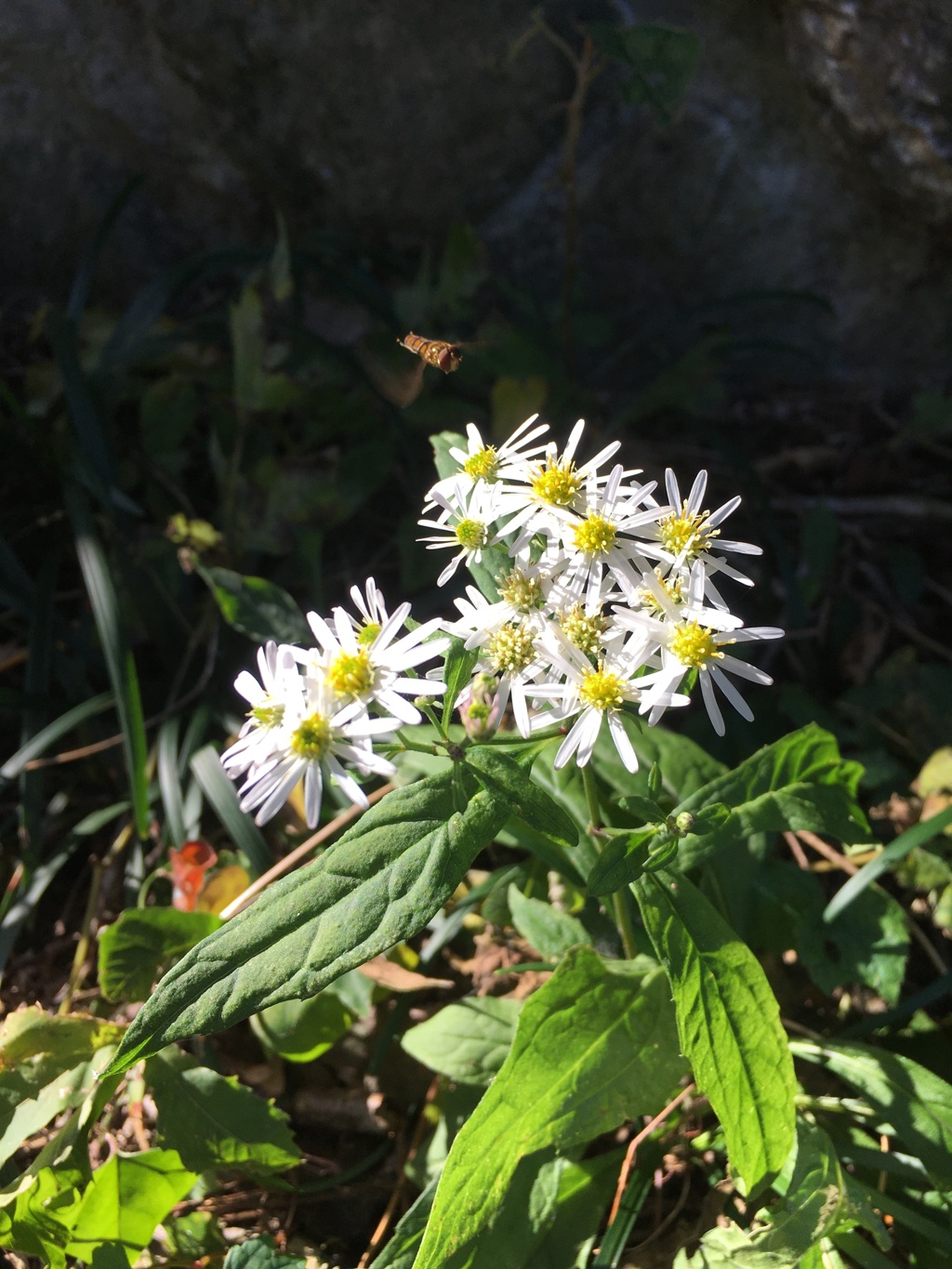 2019/11/10_外秩父山中の花と虫