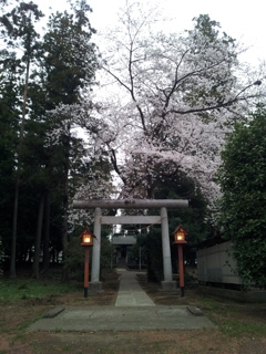 2013/03/24_伊奈崇霊社の桜