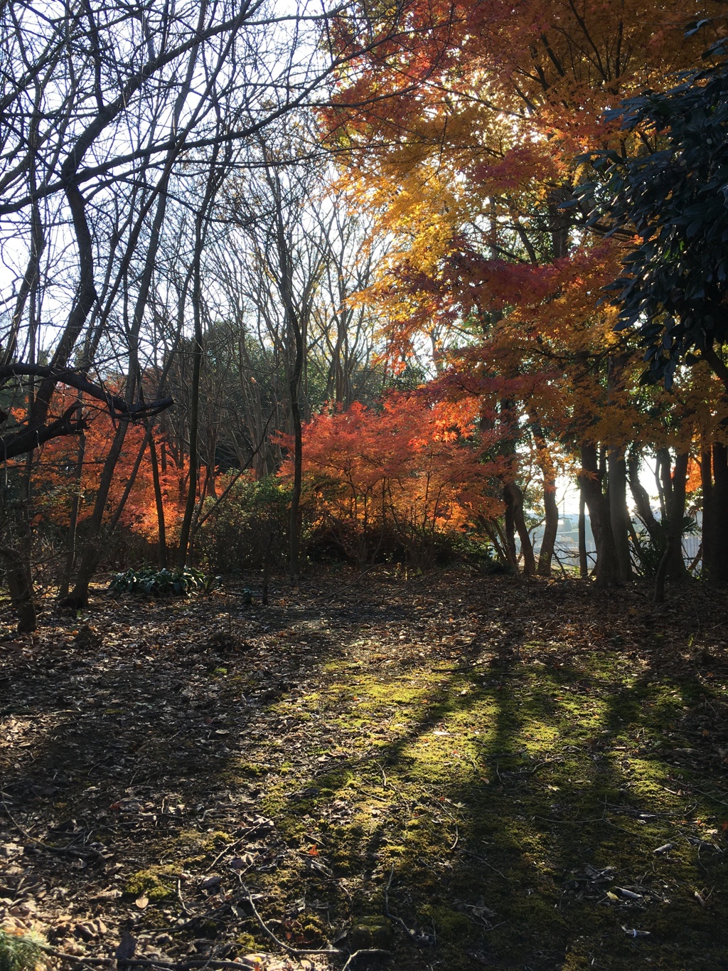 2019/12/12_木漏れ日と紅葉
