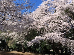 2020/03/25_氷川児童公園の桜