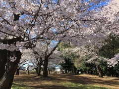 2020/03/25_氷川児童公園の桜