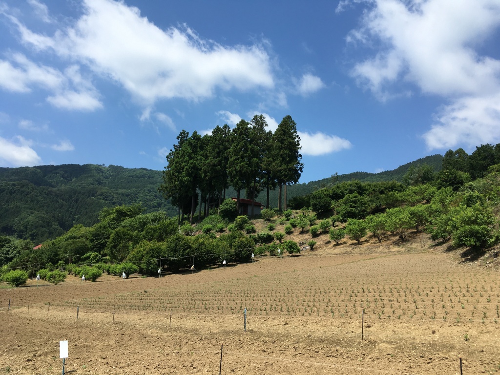 2020/06/08_大通領神社