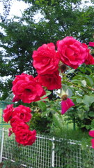 2013/06/15_伊奈町制施行記念公園 バラ園のバラ
