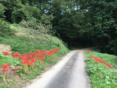 2019/09/29_外秩父山中の彼岸花