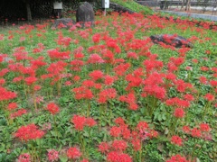 2019/09/29_ふれあい広場の彼岸花