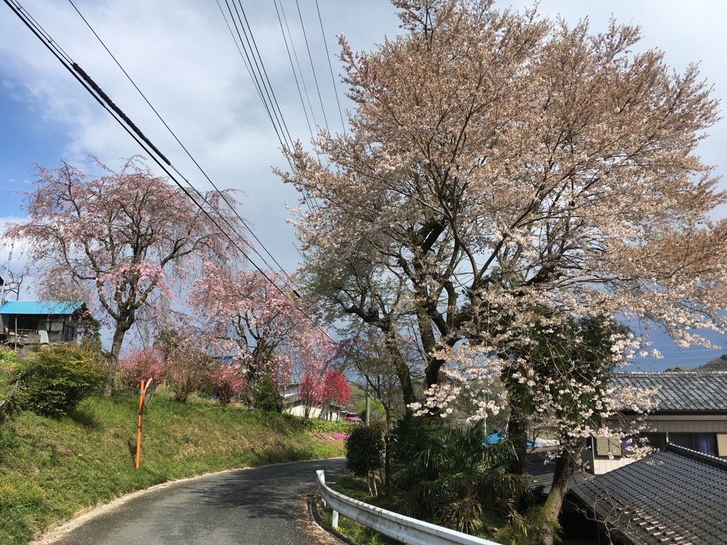 2020/04/05_花桃の郷