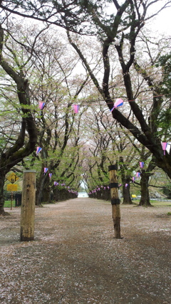 2013/04/06_小室無線山の桜