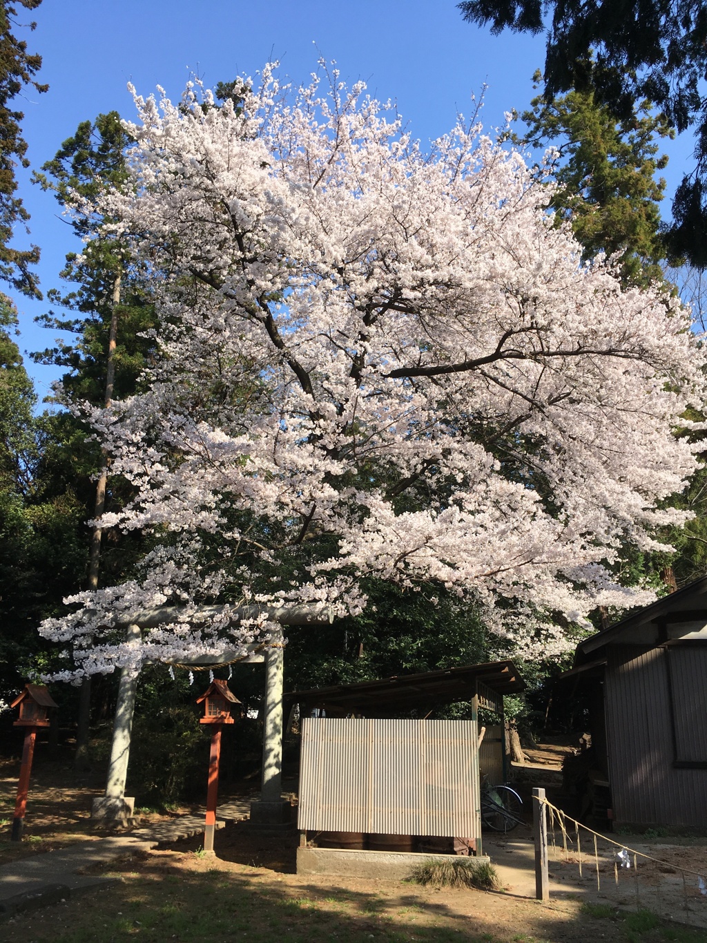 2020/03/26_伊奈崇霊社の桜