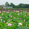 2013/07/20_伊佐沼の蓮