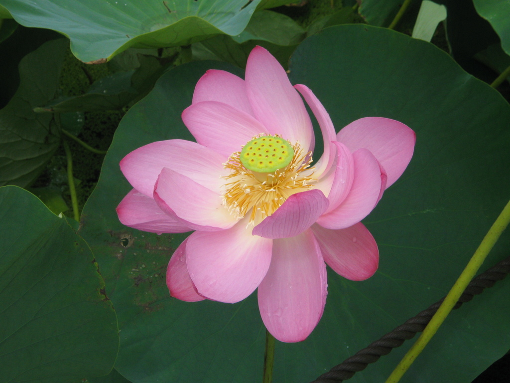 2009/08/03_古代蓮の里の蓮