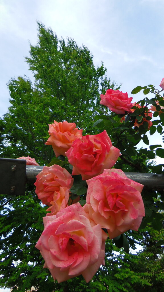 2013/05/18_平成の森公園 バラの小径のバラ