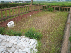2009/08/22_さきたま古墳公園 稲荷山古墳の後円部