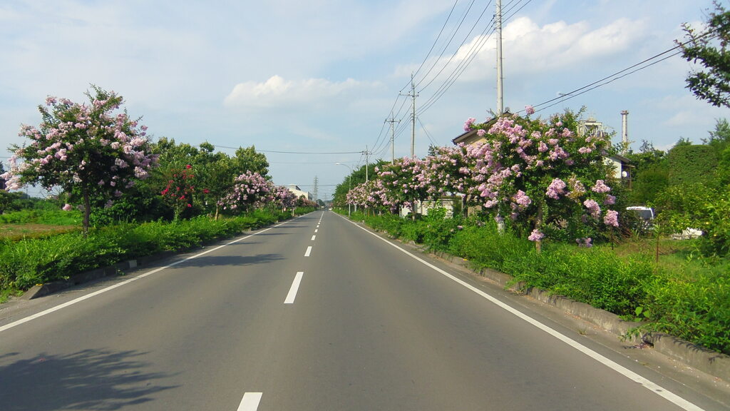 2013/08/03_百日紅の道
