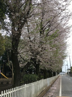 2020/03/31_氷川児童公園の桜