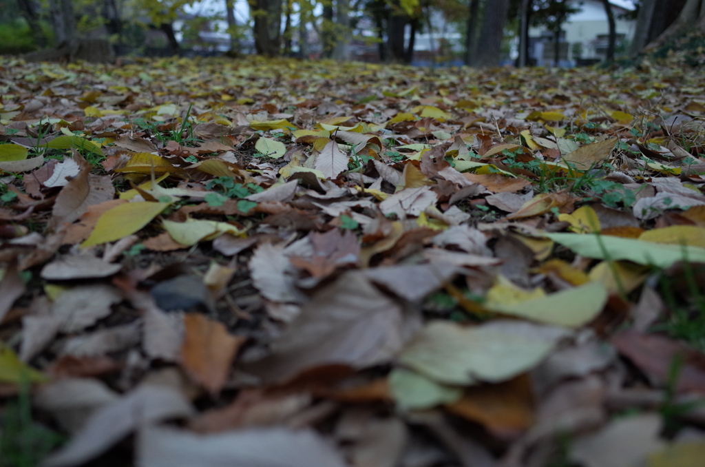 2014/11/30_ふれあいの森801