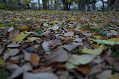 2014/11/30_ふれあいの森801