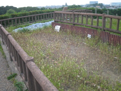 2009/08/22_さきたま古墳公園 稲荷山古墳の後円部