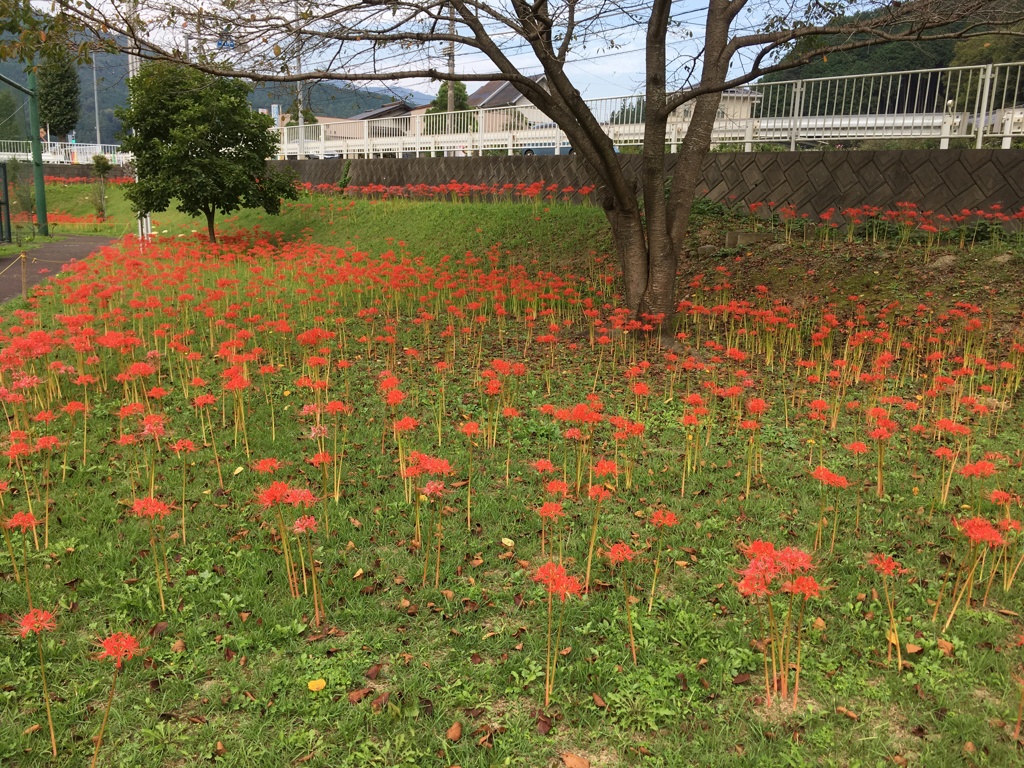 2019/09/29_ふれあい広場の彼岸花