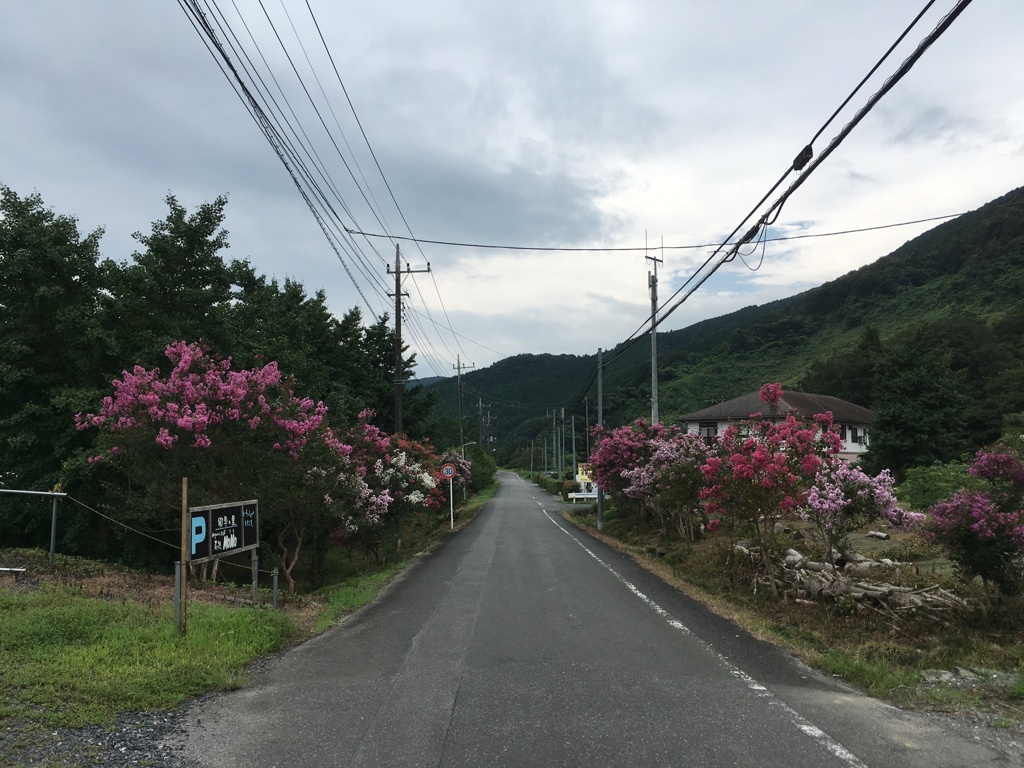 2019/09/01_百日紅の道