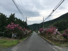2019/09/01_百日紅の道