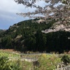 2020/04/05_花桃の郷の桜とうねる道