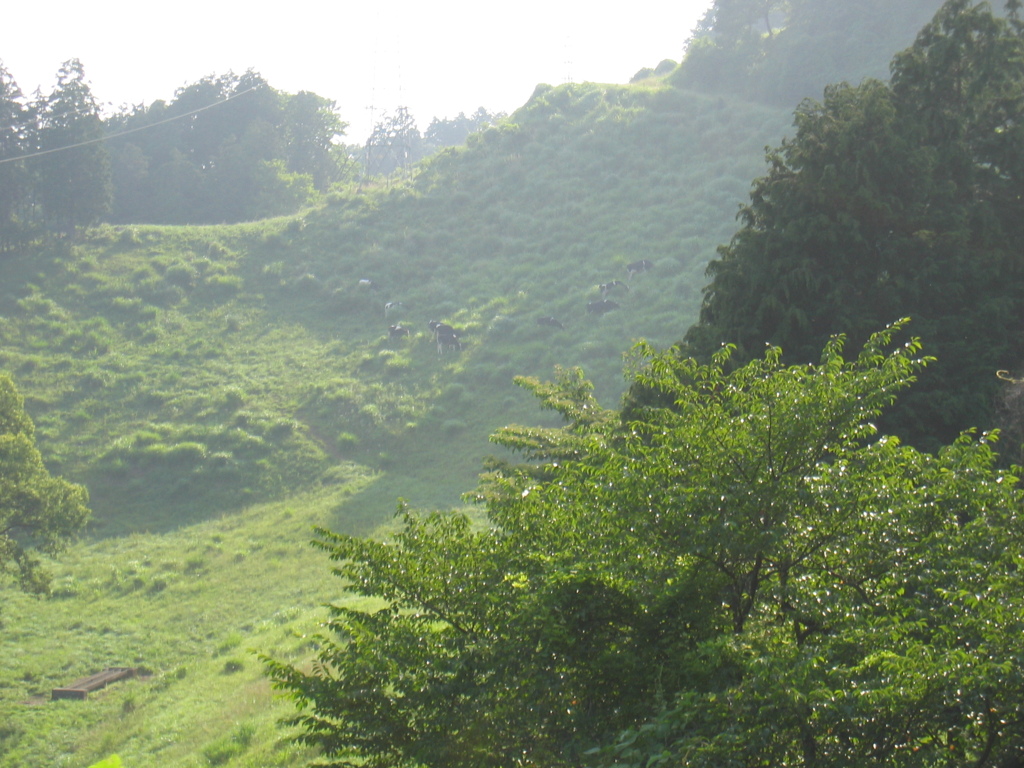 2011/07/02_外秩父山中の牛たち