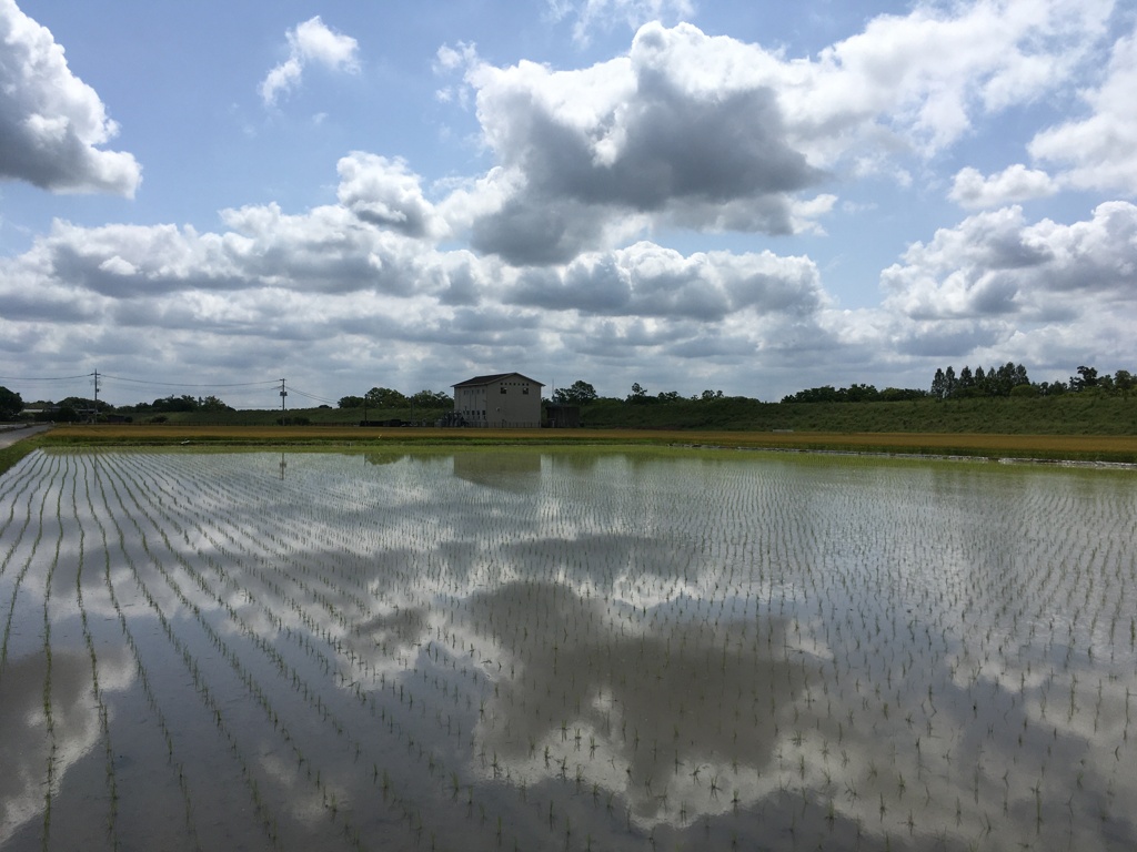2020/05/24_水田に雲