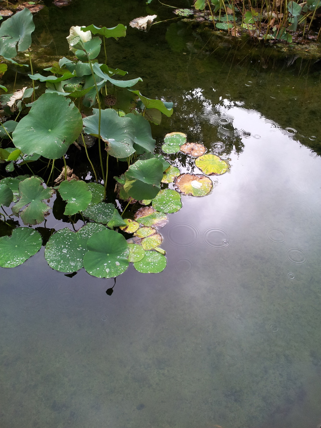 2019/09/24_福井城址 蓮の池