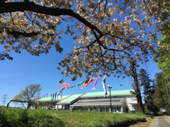 2020/04/19_野本市民活動センターの桜と鯉のぼり