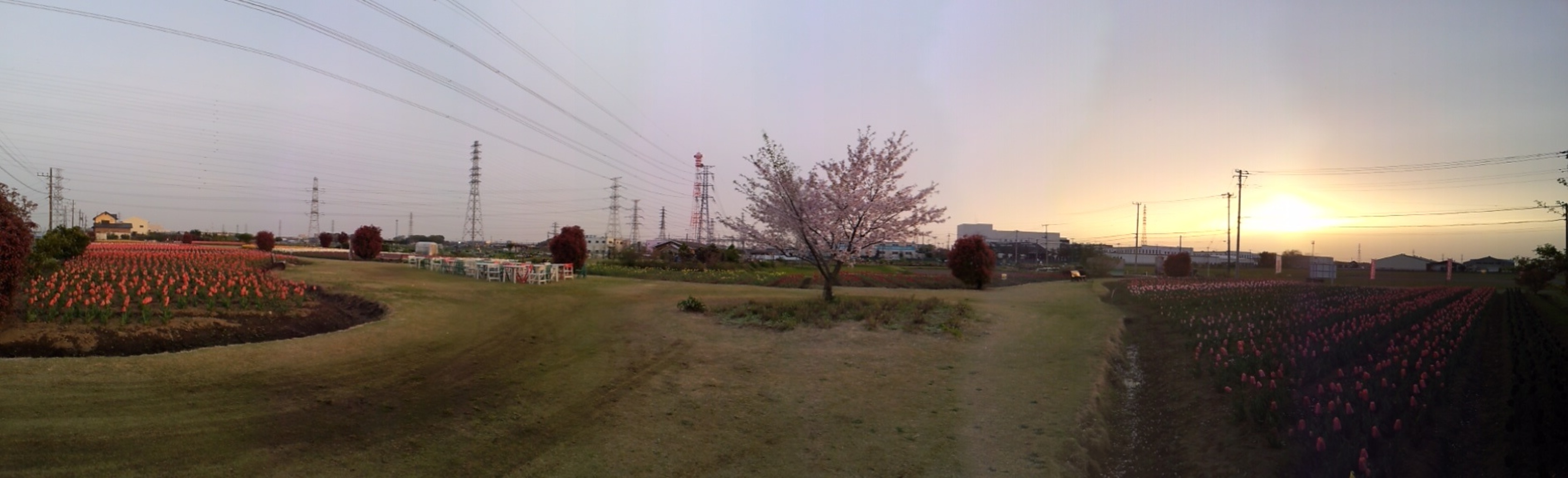 2016/04/10_夕暮れの花のオアシス