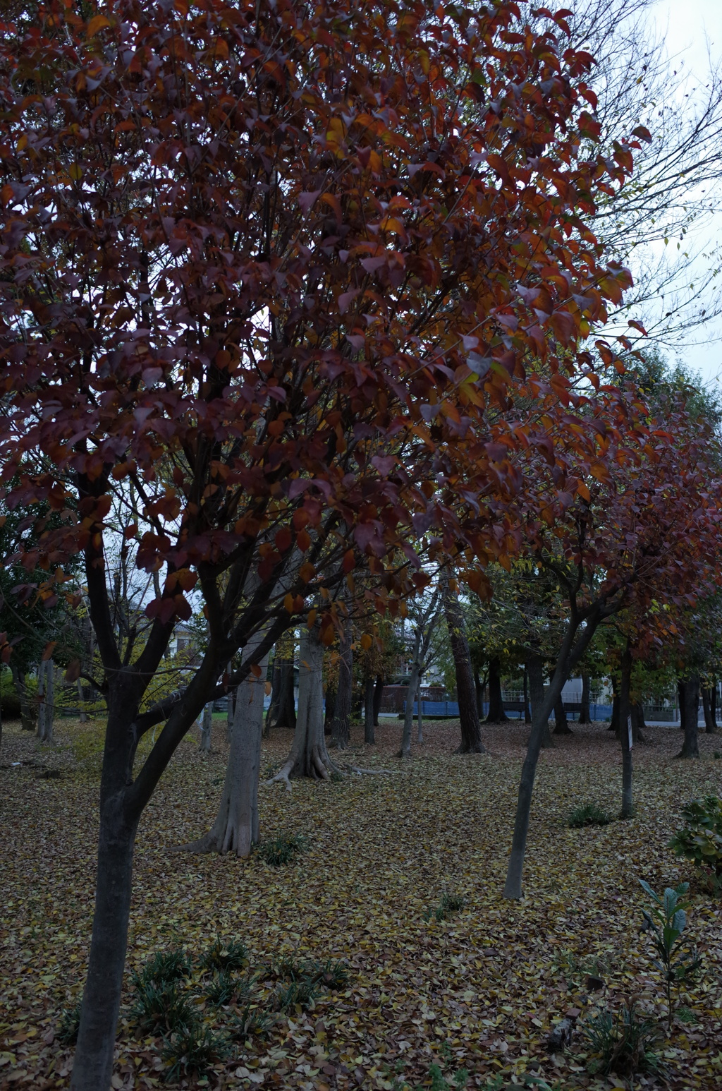 2014/11/30_ふれあいの森801