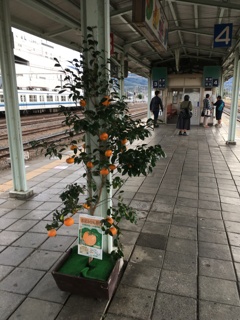 2019/10/19_寄居駅のみかん狩り案内（没カット）