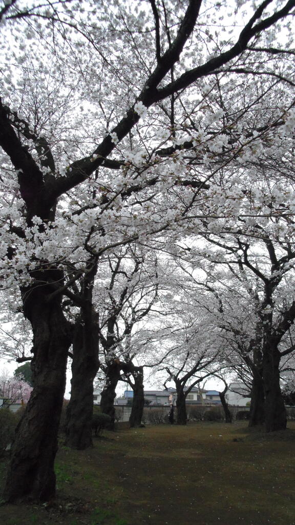 2013/03/24_氷川児童公園の桜