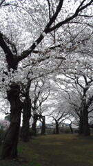 2013/03/24_氷川児童公園の桜